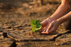 naissance d'une plante dans le dessert